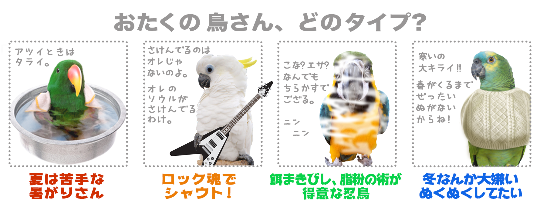 アクリルケージケース 鳥専門店 BIRD MORE