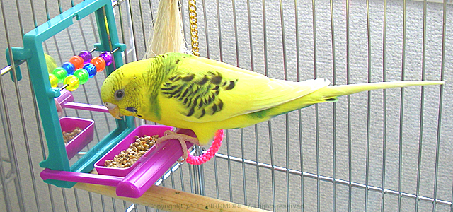 9990970【スドー】餌入れ付きミラー 鳥専門店 BIRD MORE