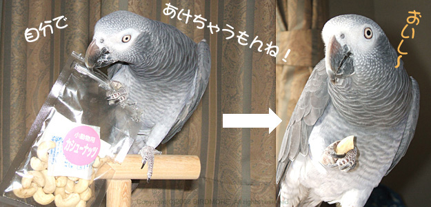 9992776【PSJ】カシューナッツ 26g 鳥専門店 BIRD MORE