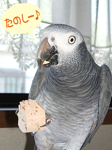 9992922 コルク5個組・大 鳥専門店 BIRD MORE